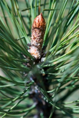 Pinus coulteri - borovice coulterova - svíce